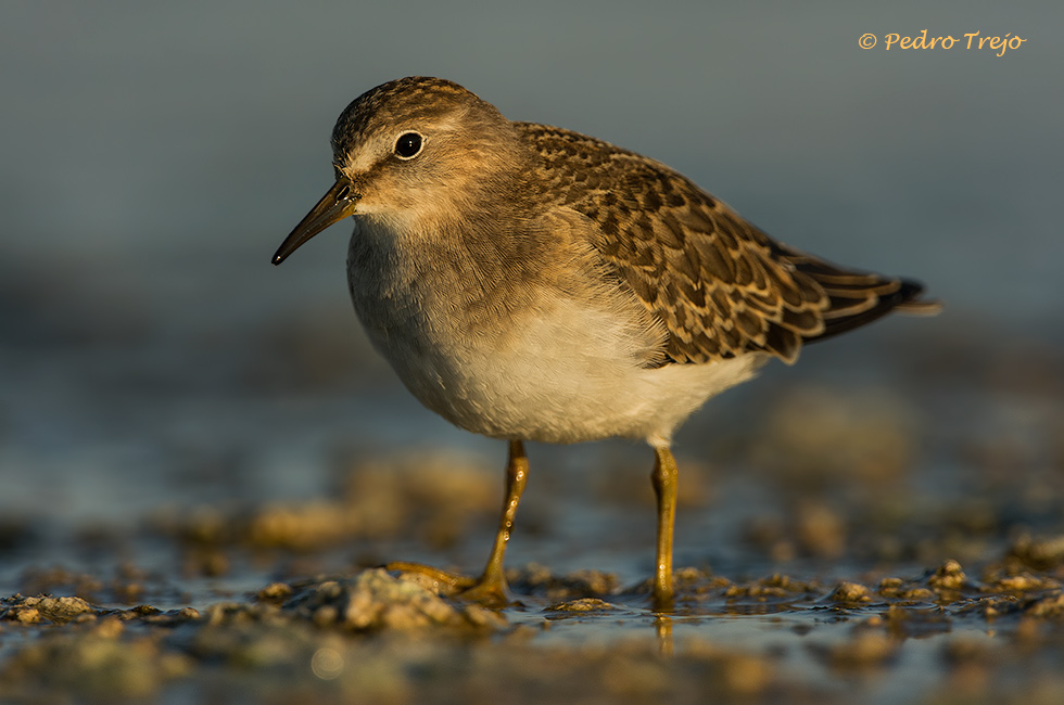 Corrrelimos de Temminck (Calidris temminckii)